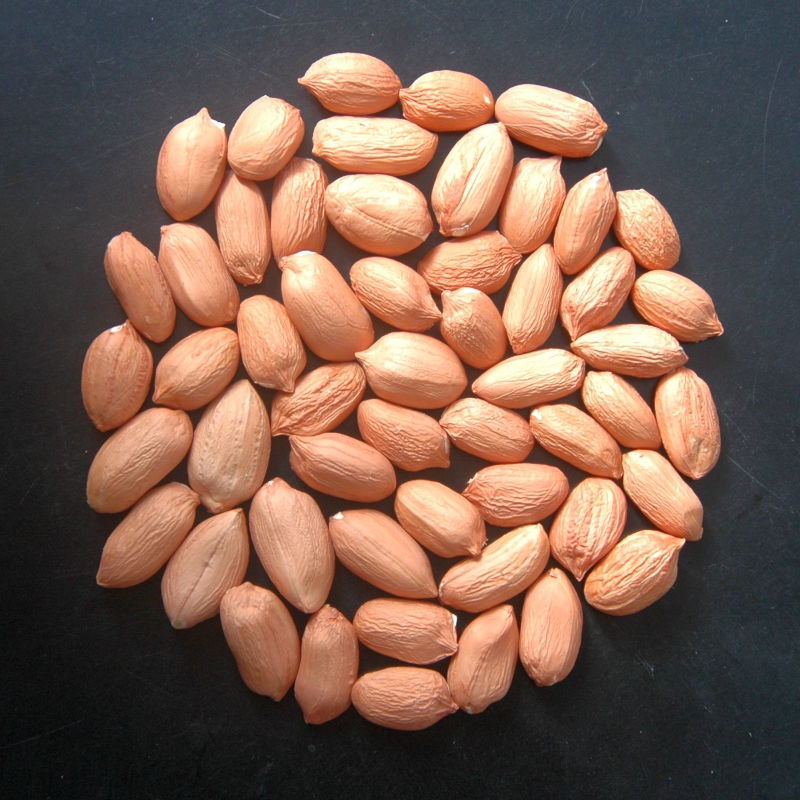 Groundnut Kernel - Image 3