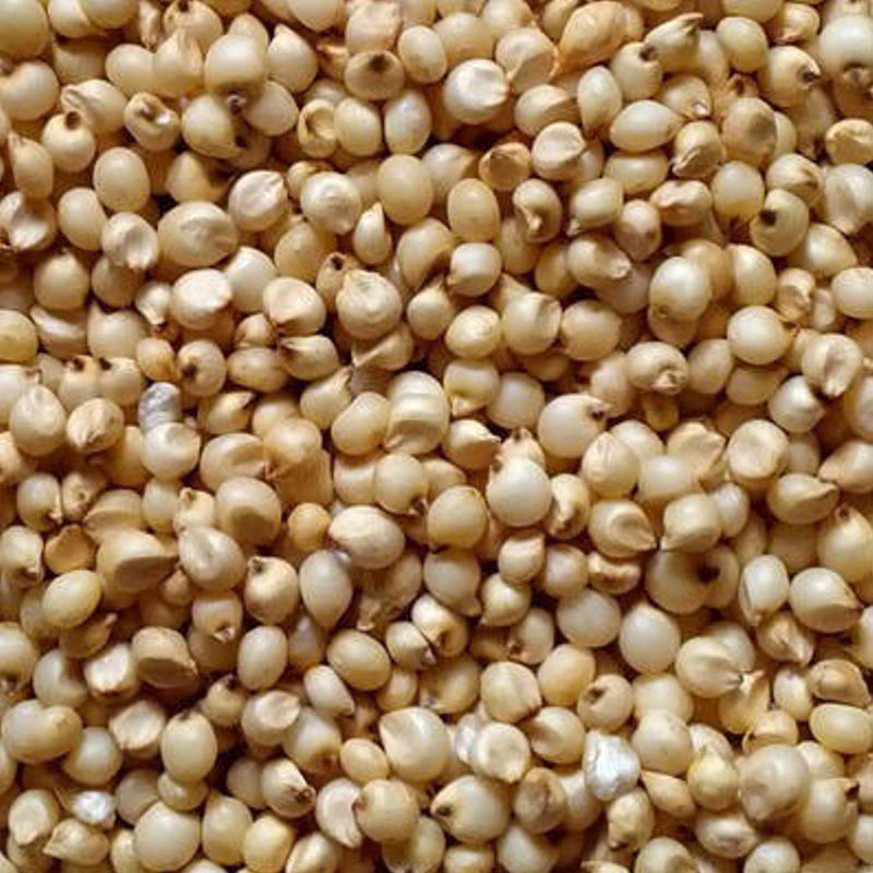 Sorghum Seeds - Image 4