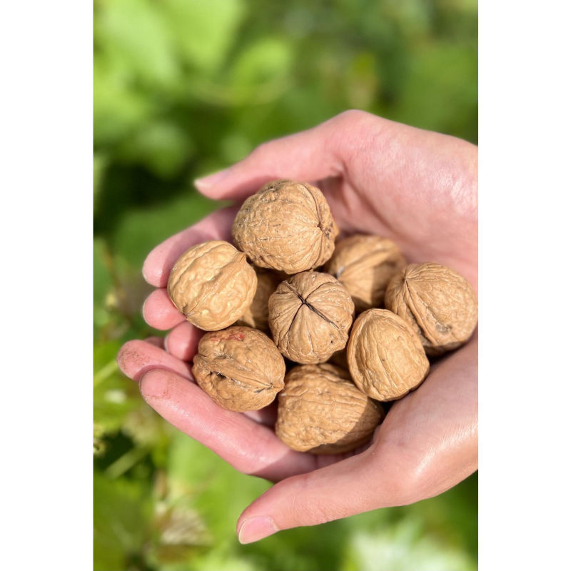Walnut - Image 3